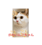 tokyocats（個別スタンプ：3）
