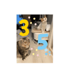 tokyocats（個別スタンプ：5）