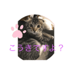 tokyocats（個別スタンプ：6）
