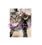 tokyocats（個別スタンプ：7）