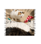tokyocats（個別スタンプ：8）