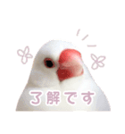 【実写】文鳥の日常スタンプ（個別スタンプ：7）