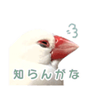 【実写】文鳥の日常スタンプ（個別スタンプ：26）