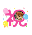 我が家のアイドル 豆柴あずきちゃん（個別スタンプ：11）