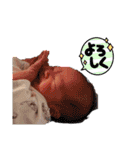 かしわまる3（個別スタンプ：4）