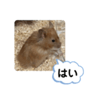 可愛いこつぶの日常2（個別スタンプ：1）