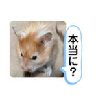 可愛いこつぶの日常2（個別スタンプ：2）