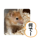 可愛いこつぶの日常2（個別スタンプ：6）
