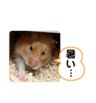 可愛いこつぶの日常2（個別スタンプ：7）