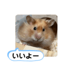 可愛いこつぶの日常2（個別スタンプ：8）