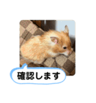 可愛いこつぶの日常2（個別スタンプ：10）