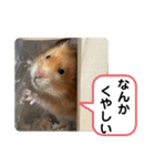 可愛いこつぶの日常2（個別スタンプ：13）