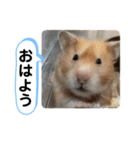 可愛いこつぶの日常2（個別スタンプ：14）