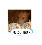 可愛いこつぶの日常2（個別スタンプ：15）