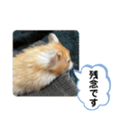 可愛いこつぶの日常2（個別スタンプ：24）