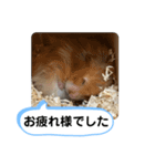 可愛いこつぶの日常2（個別スタンプ：31）