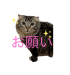まやこきフリーダムスタンプ（個別スタンプ：1）