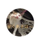 まやこきフリーダムスタンプ（個別スタンプ：6）