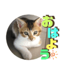 りずむ＆ココvol.3（個別スタンプ：1）