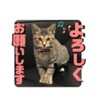 りずむ＆ココvol.3（個別スタンプ：3）