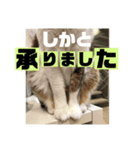 りずむ＆ココvol.3（個別スタンプ：6）