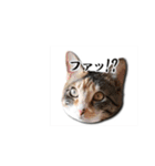 一般的によく使われるワード（個別スタンプ：4）