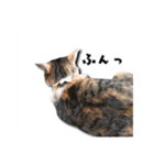 一般的によく使われるワード（個別スタンプ：5）
