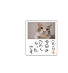 一般的によく使われるワード（個別スタンプ：12）
