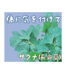 沖縄料理大好き、沖縄行きたい（個別スタンプ：24）