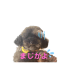 マロンとシンバの毎日♡2（個別スタンプ：5）