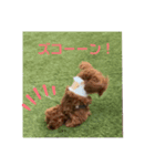 マロンとシンバの毎日♡2（個別スタンプ：11）