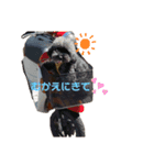 マロンとシンバの毎日♡2（個別スタンプ：13）