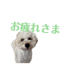 soyのスタンプ2（個別スタンプ：9）