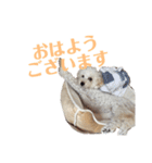 soyのスタンプ2（個別スタンプ：13）