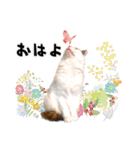 まめくちゃみるvol.2 猫の写真スタンプ（個別スタンプ：1）