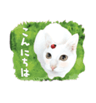 まめくちゃみるvol.2 猫の写真スタンプ（個別スタンプ：2）