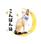 まめくちゃみるvol.2 猫の写真スタンプ（個別スタンプ：3）