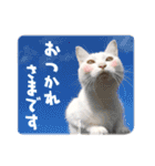まめくちゃみるvol.2 猫の写真スタンプ（個別スタンプ：4）
