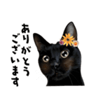 まめくちゃみるvol.2 猫の写真スタンプ（個別スタンプ：7）