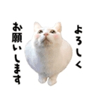 まめくちゃみるvol.2 猫の写真スタンプ（個別スタンプ：9）