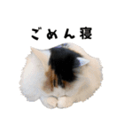まめくちゃみるvol.2 猫の写真スタンプ（個別スタンプ：13）