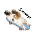 まめくちゃみるvol.2 猫の写真スタンプ（個別スタンプ：15）