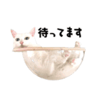 まめくちゃみるvol.2 猫の写真スタンプ（個別スタンプ：17）