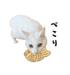 まめくちゃみるvol.2 猫の写真スタンプ（個別スタンプ：20）
