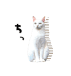 まめくちゃみるvol.2 猫の写真スタンプ（個別スタンプ：21）