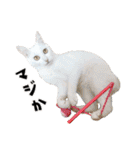 まめくちゃみるvol.2 猫の写真スタンプ（個別スタンプ：22）
