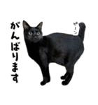 まめくちゃみるvol.2 猫の写真スタンプ（個別スタンプ：25）