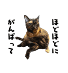 まめくちゃみるvol.2 猫の写真スタンプ（個別スタンプ：26）