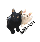 まめくちゃみるvol.2 猫の写真スタンプ（個別スタンプ：28）