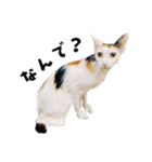 まめくちゃみるvol.2 猫の写真スタンプ（個別スタンプ：30）